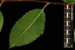 Salix caprea. Leaf showing upper surface.
 Image: D. Glenny © Landcare Research 2020 CC BY 4.0